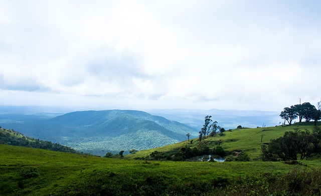 明星效應助 明星效應助